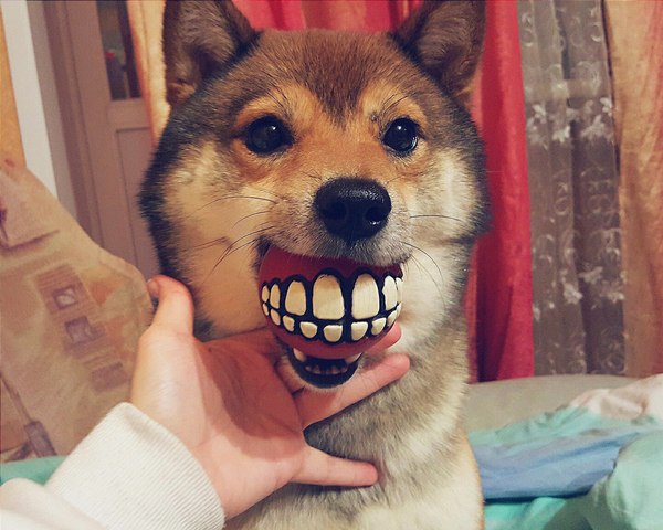 Smile in all 42 - My, Dog, Smile, , Shiba Inu, Ball