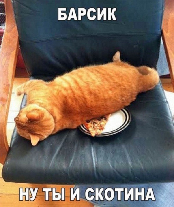 Barsik knows a lot about relaxing - Relaxation, cat, Relax, Pizza, Convenience, Armchair