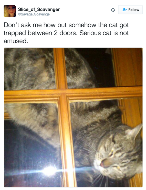 19 Beautiful Furry Idiot Cats - cat, Photo, , Humor, Longpost