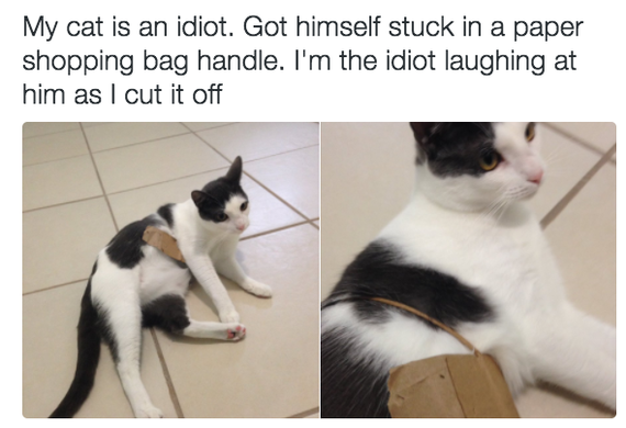 19 Beautiful Furry Idiot Cats - cat, Photo, , Humor, Longpost