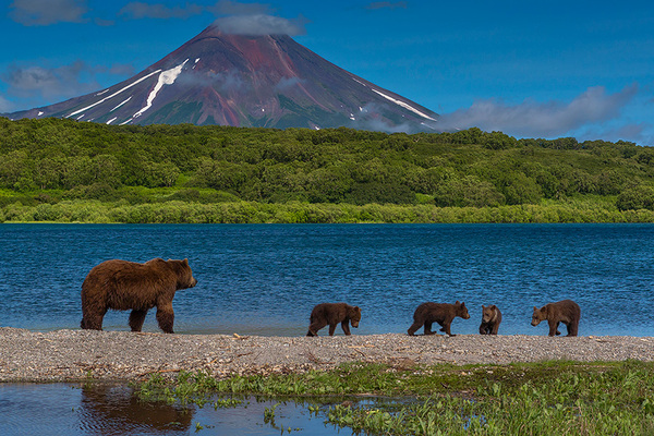 Bear family on a walk - Animals, Bear, Landscape, Kamchatka, Kuril lake, Volcano, The Bears