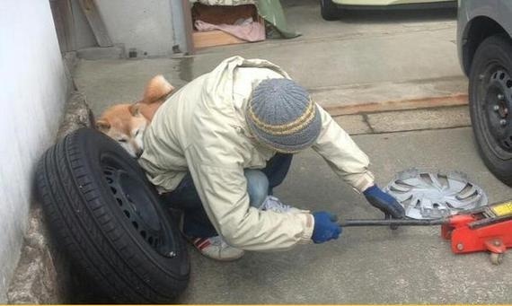 When you're a mechanic at heart, but everyone thinks you're a dog - Dog, Animals, Mechanic, Car, Help, Longpost