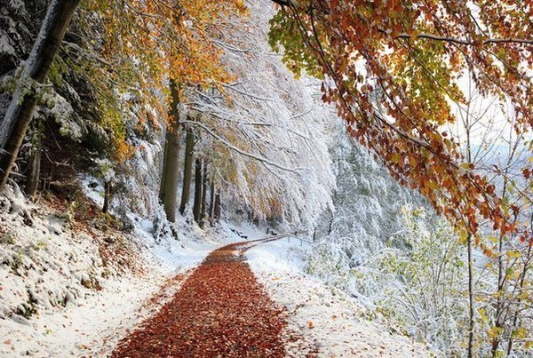 Бавария - Бавария, Лес, Снег, Зима, Из сети