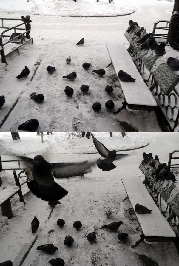 Tradition. :) - My, Birds, Kindness, Animals, Peace, Pigeon