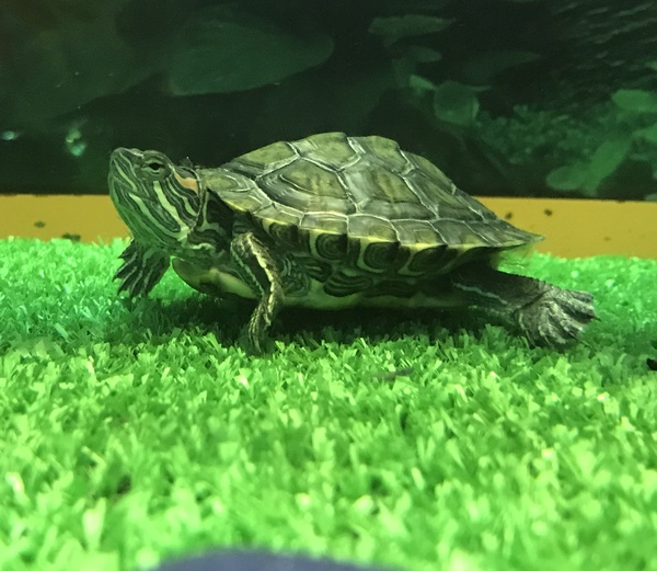 Мой первый акватеррариум с черепахами