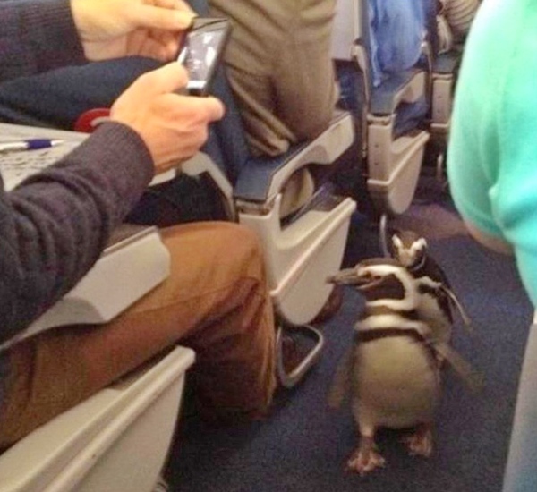 Smile and wave - Penguins, Airplane