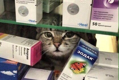 Because a cat is the best medicine - cat, Medications, Pharmacy