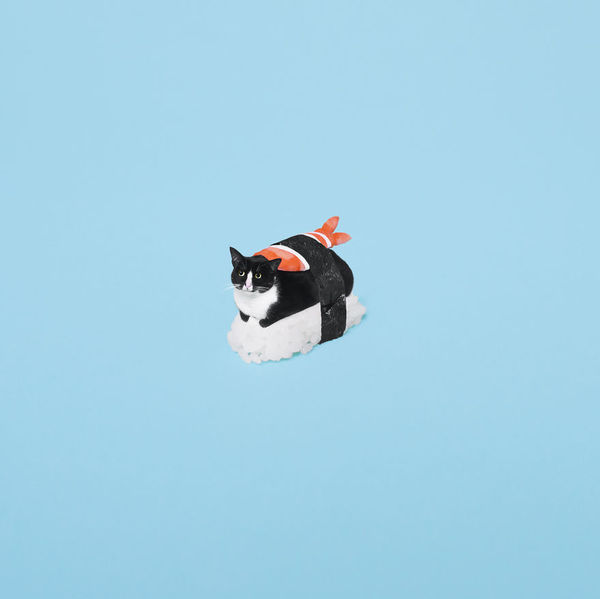 Unusual cat and unusual photo session - cat, Photo, Food, Photoshop, Longpost