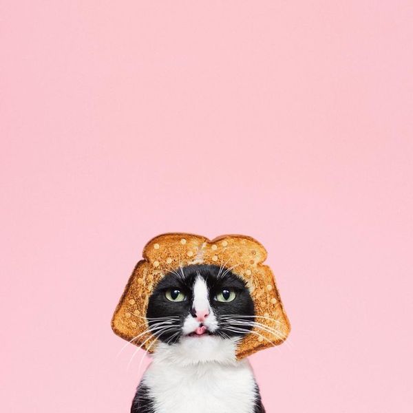 Unusual cat and unusual photo session - cat, Photo, Food, Photoshop, Longpost