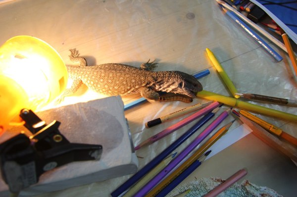 W means warm :-) - My, Yellow, Marker, Heat, Monitor lizard, , Tag