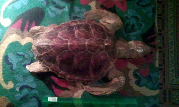 Question about stuffed turtle - Scarecrow, Turtle, Caribbean Sea, Restoration, Question