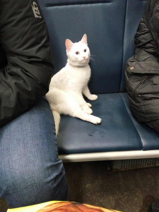 Kitten on the train - , cat, Train