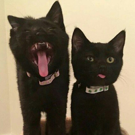 There will always be someone who will ruin the photo - cat, Yawn