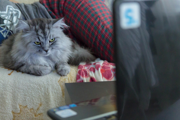 Man, what the hell are you looking at... - Photo, Notebook, cat, Cheesecake, My