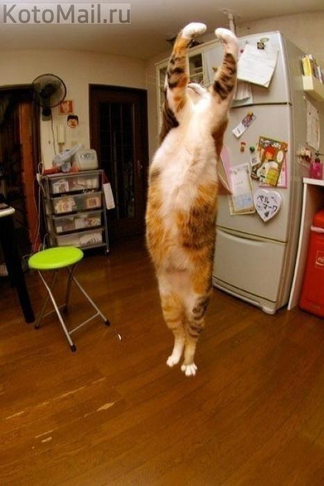 Cats are the best gymnasts! - My, cat, Gymnastics, Longpost