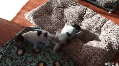 When the food is really tasty - Dog, Animal feed, GIF