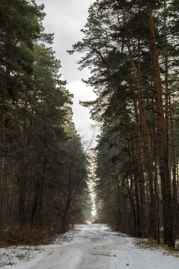 clearing - My, Photo, Forest, Lipetsk, Winter, Road