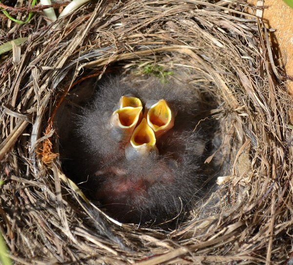 Yellowmouths. - My, Birds, Wagtail, Nest