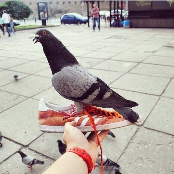 Pigeon and sneaker - Pigeon, 