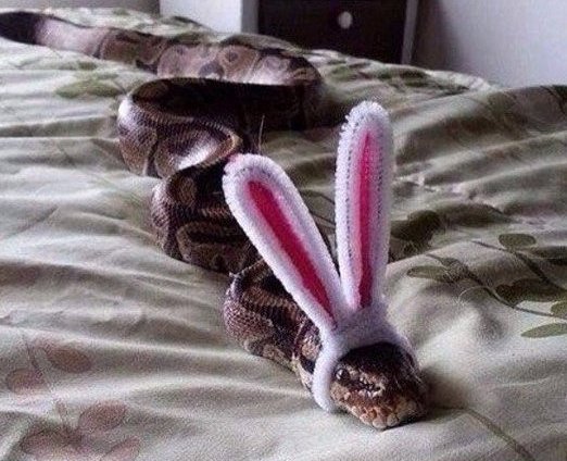 When you try your best to be a bunny, but your character gives out....... - Character, Hare, Girls, Snake