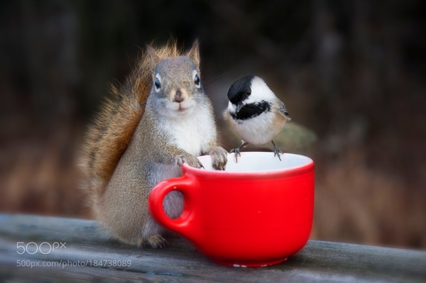 Squirrel and Titmouse Worry About Your Good Morning - Morning, Tit, A cup, Squirrel