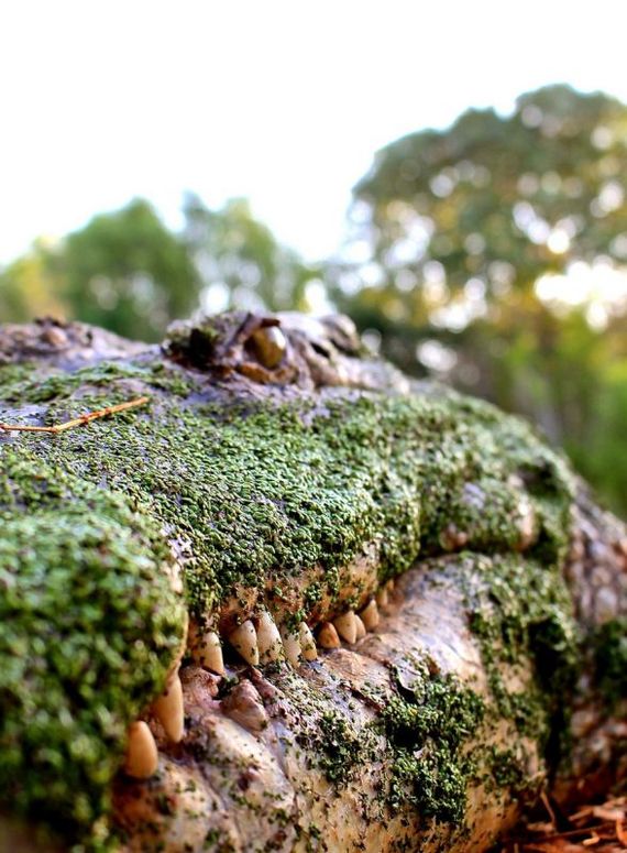 Do you see the gopher? - Nature, The photo