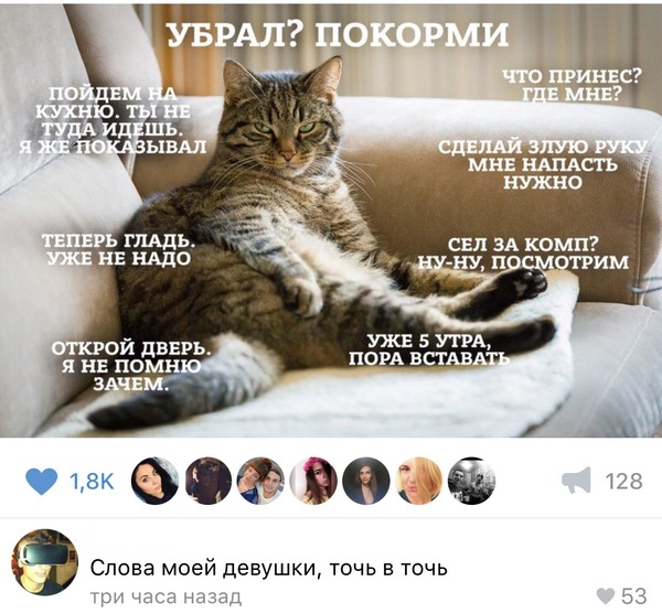 best comment) - Comments, cat, Accordion, Repeat