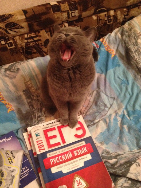 When preparing for exams - My, cat, Exam, Milota, Russia