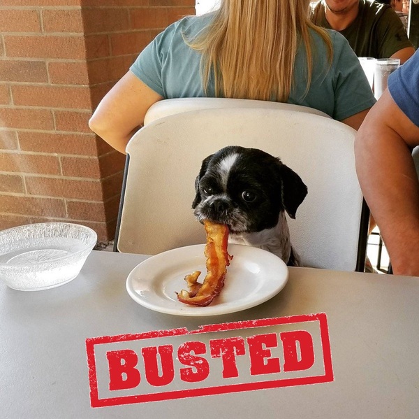 Caught red-handed. - Dog, Bacon, Caught, Accusation, Photo, From the network