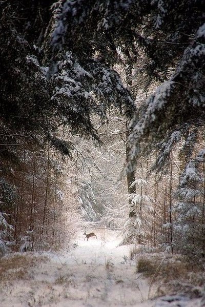 Wonderful) - Nature, Longpost, Road, Winter, Forest