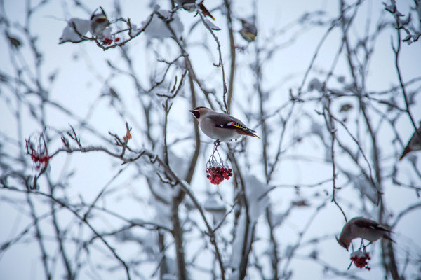 Waxwing - Winter, My, Murmansk, Birds