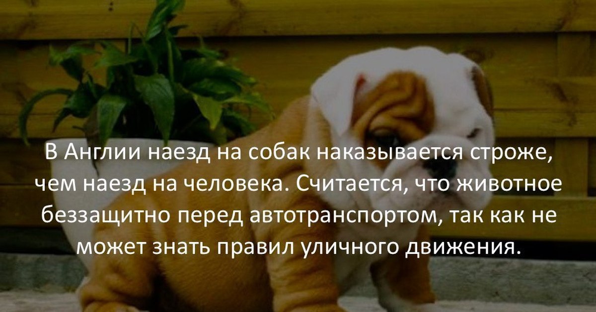 Ответь животные. Фразы про животных. Цитаты о животных для детей. Животные афоризмы. Лучшие высказывания о животных.