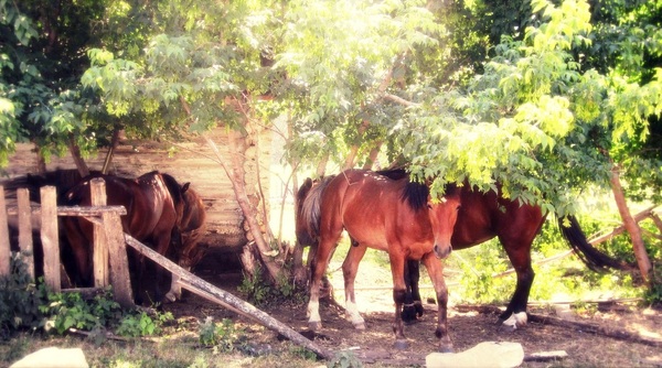 A little warm spring in your feed!)) - My, Spring, Ural, Bashkortostan, The mountains, Horses, Russia, Bees, Longpost