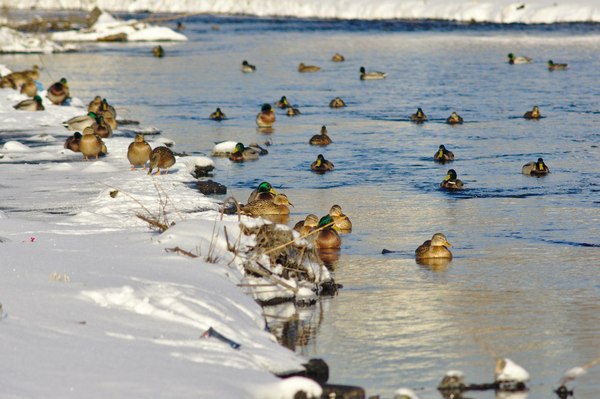 Ducks - Photo, Winter, River, My, Sony NEX, , Longpost, My, Duck