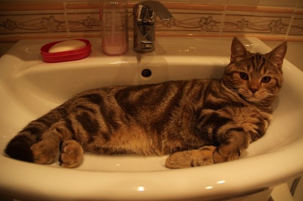 Do you want us to play a game, click on the tap, have time to escape the cat... - Water, cat, Washing, Wash basin, Photo