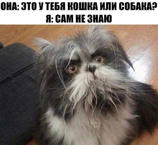 Кошка или собака - Собака, Кот, Животные, Кто ты, Кто ты?