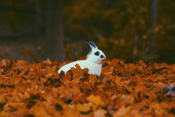 Rabbit - Rabbit, Autumn