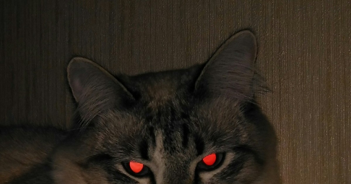 Я пришел за тобой, человек, Кот, Красные глаза.
