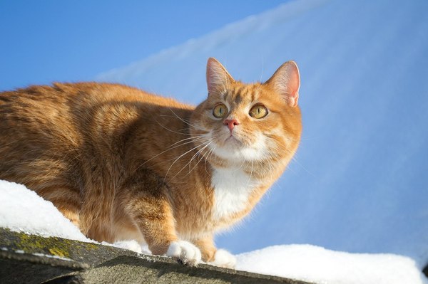 The cat that lives on the roof - cat, Roof, , Redheads, The street, Photo