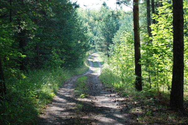 Walking in the forest with a camera, Part 1 - My, Photo, Forest, Tree, Nature, The nature of Russia, Longpost, 