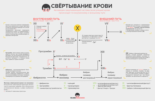 Инфографика про свёртывание крови (Medless) - Моё, Medless, Инфографика, Свертывание, Кровь