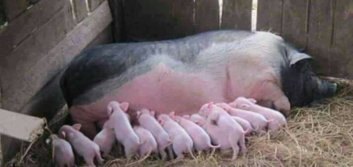 13 свиней. Поросята на ВДНХ. Свиноматка и 20 поросят. Свиньи на ВДНХ.