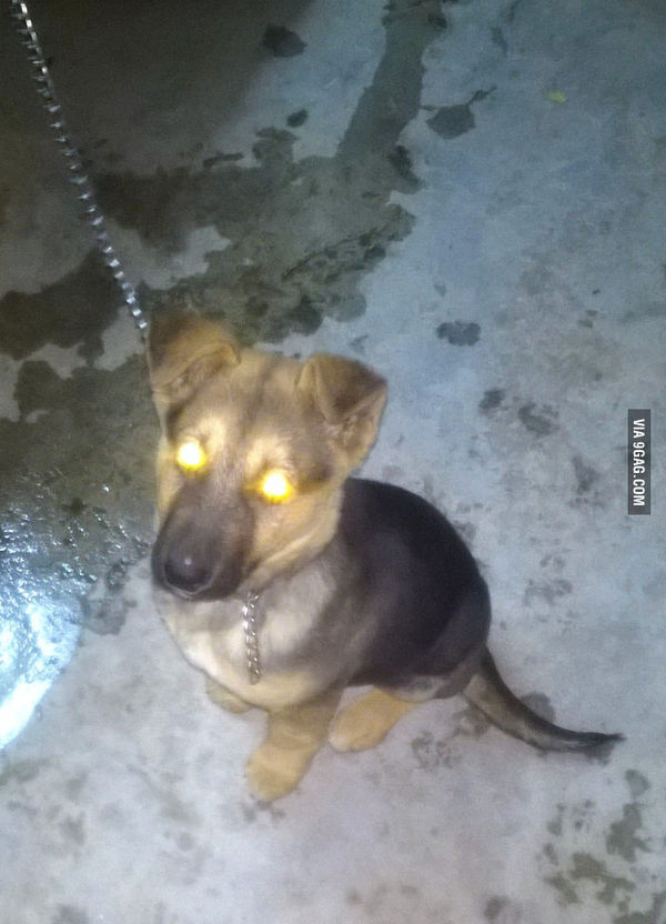 Something is wrong with this dog - Dog, Eyes, Straight out of hell, 9GAG