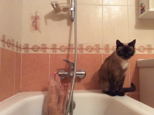 All cats are gray - My, cat, Similarity, Bathroom