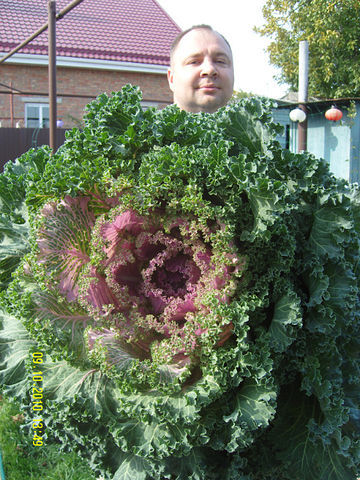 decorative cabbage - My, Cabbage, Garden, Plants, My