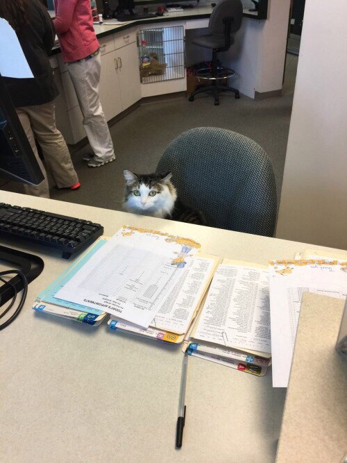 When I arrived for the interview - cat, Office, Interview