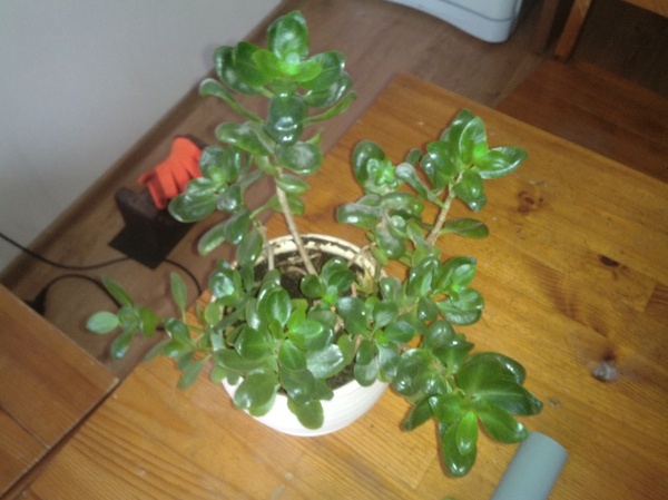 incomprehensible plant - Houseplants, , Mold, 