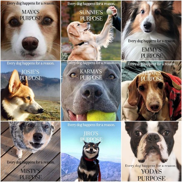 Dog life - , Poster, , Trailer, Movies, Books, Dog, Animals, Video