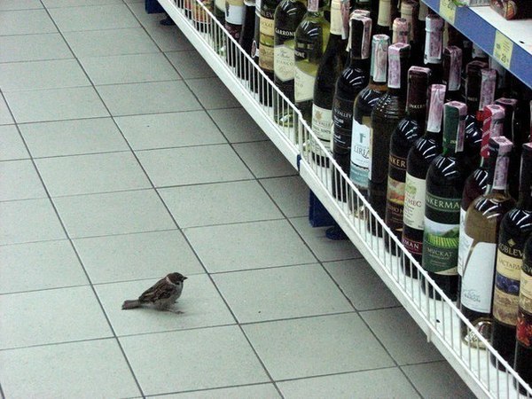 When is the first time you buy alcohol? - Accordion, Alcohol, Sparrow, Repeat