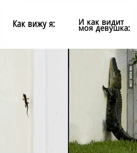 Lizard - Lizard, Girls, Fear, , 9GAG